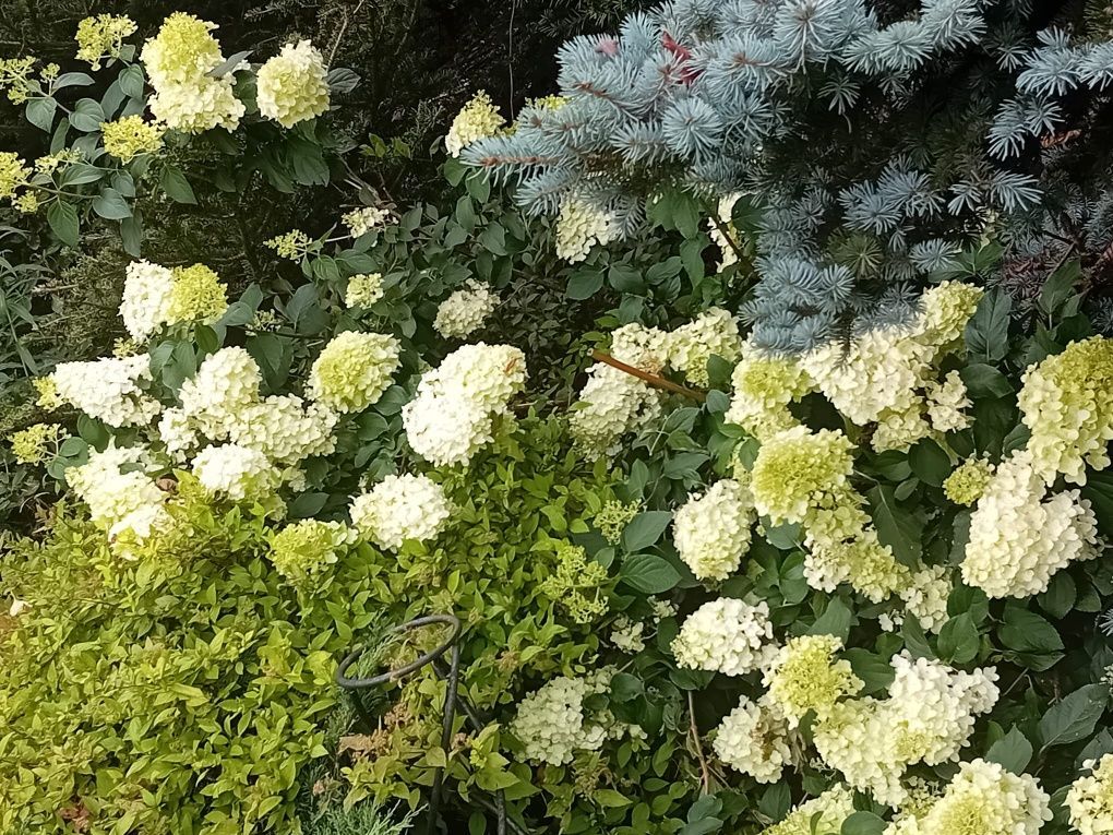 Działka rod Zabrze Mikulczyce, ul. Bytomskich Strzelców. Zdjęcie 7