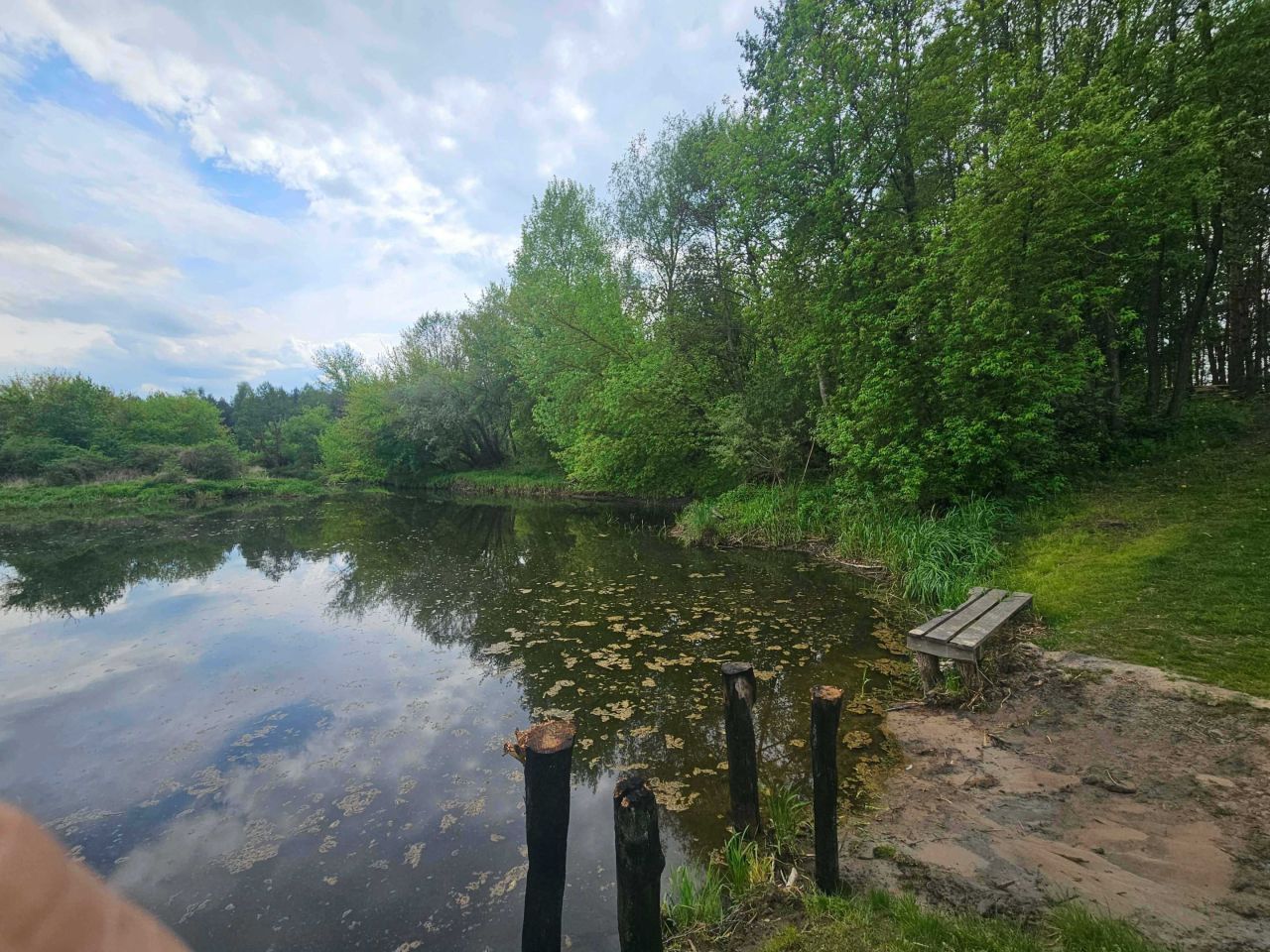 Działka leśna Ciepielewo. Zdjęcie 5