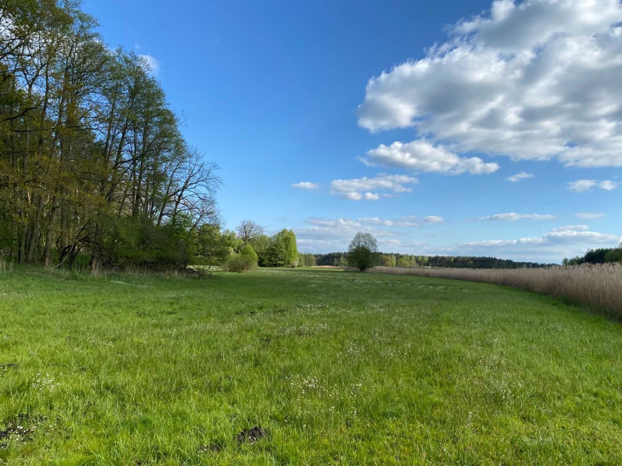 Działka rolna Rąbczyn Nowa Wieś. Zdjęcie 2
