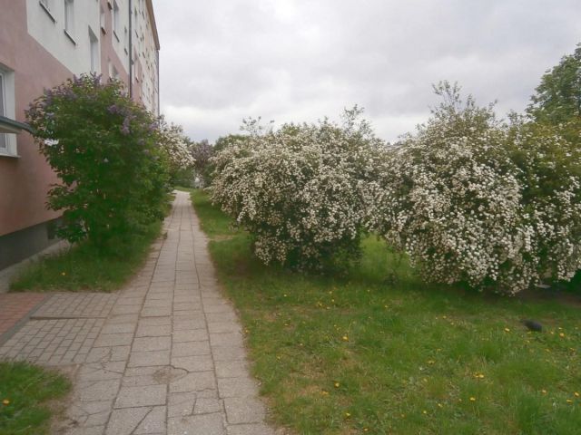 Mieszkanie 2-pokojowe Zielona Góra Centrum, ul. Podgórna. Zdjęcie 12