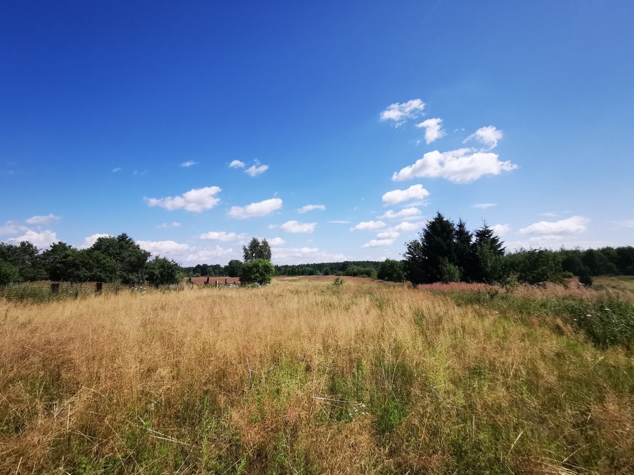 Działka rolno-budowlana Gozdnica, ul. Witosa. Zdjęcie 13