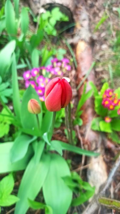 Działka rod Gdańsk Przymorze. Zdjęcie 6