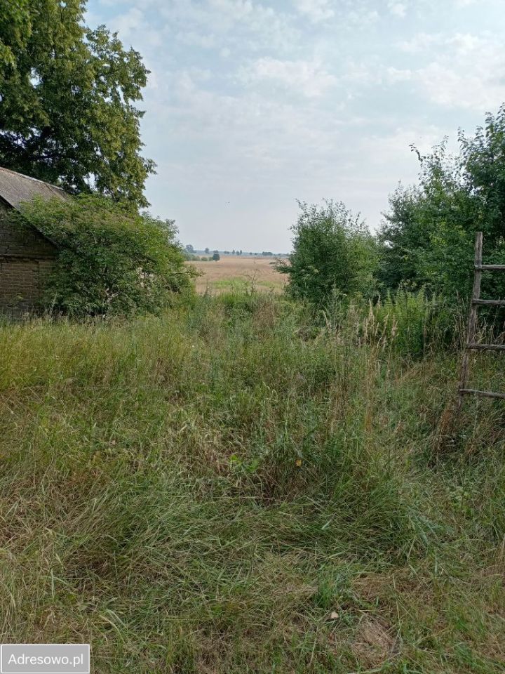 siedlisko Tchórzew-Kolonia. Zdjęcie 14