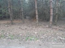 Działka leśna Dębno. Zdjęcie 2