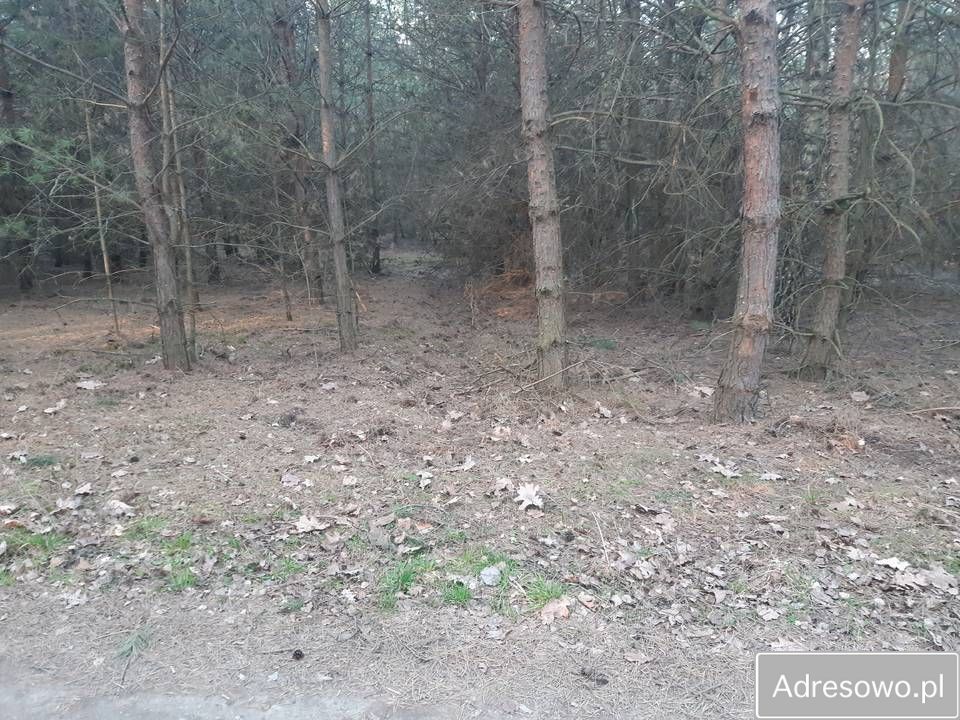 Działka leśna Dębno. Zdjęcie 3
