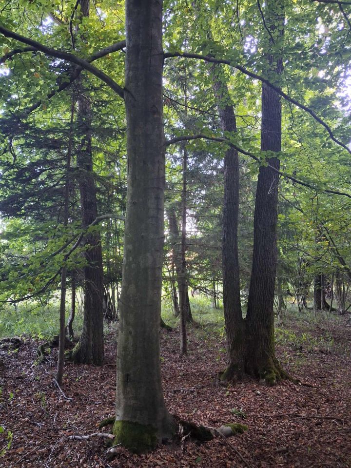 Działka leśna Wojciechów. Zdjęcie 3