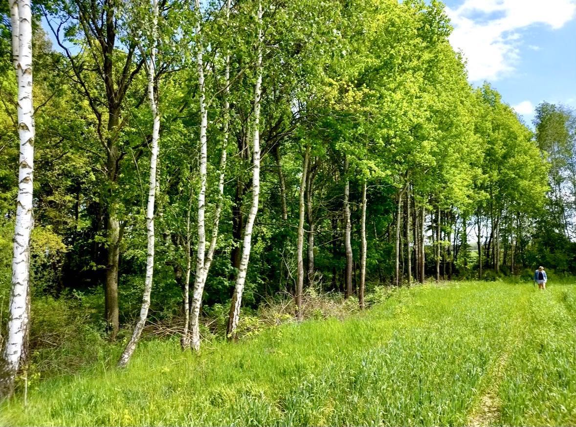 Działka budowlana Charzyno, ul. Lawendowa. Zdjęcie 6