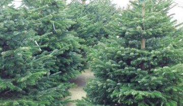 Działka Józefów Kolonia Błota, ul. Nadwiślańska