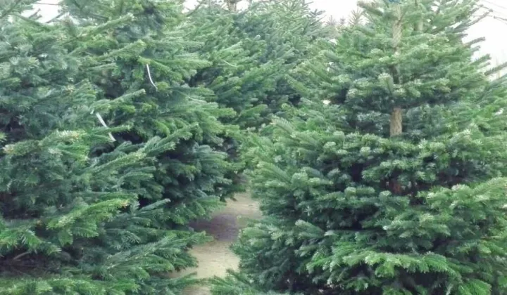 Działka Józefów Kolonia Błota, ul. Nadwiślańska