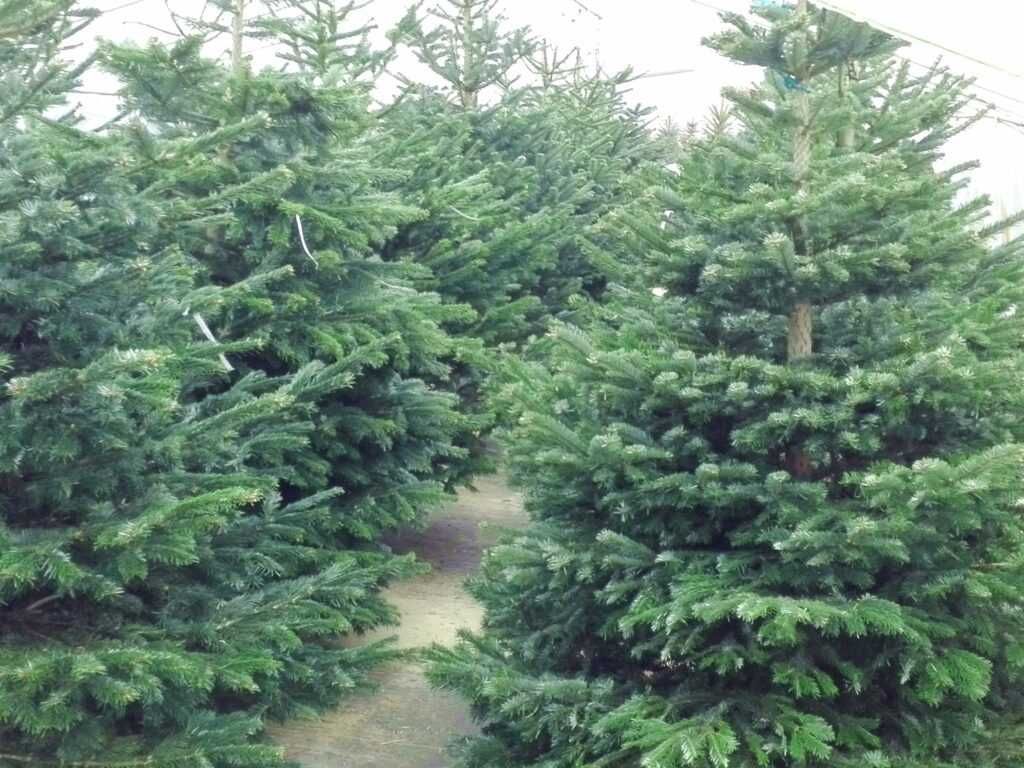 Działka Józefów Kolonia Błota, ul. Nadwiślańska