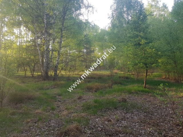 Działka leśna Grzegorzewice. Zdjęcie 4