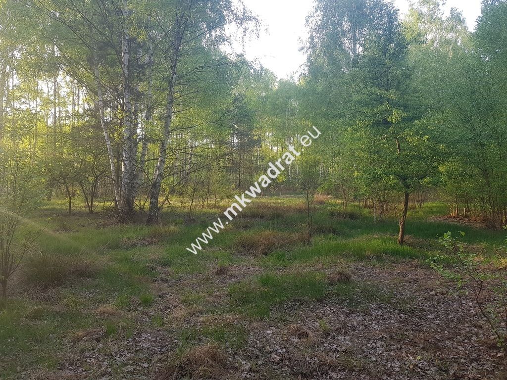 Działka leśna Grzegorzewice. Zdjęcie 4