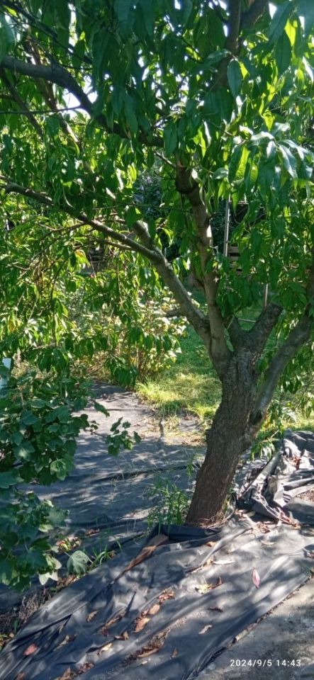 Działka rod Wrocław Krzyki, ul. Wilcza. Zdjęcie 6