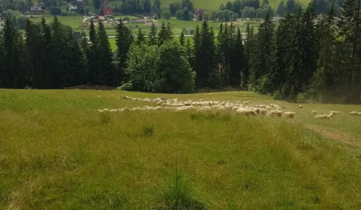 Działka rolna Zakopane, ul. Łosiówki