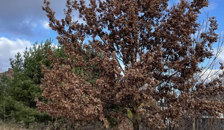 Działka rolno-budowlana Białystok Dojlidy Górne, ul. Hortensji