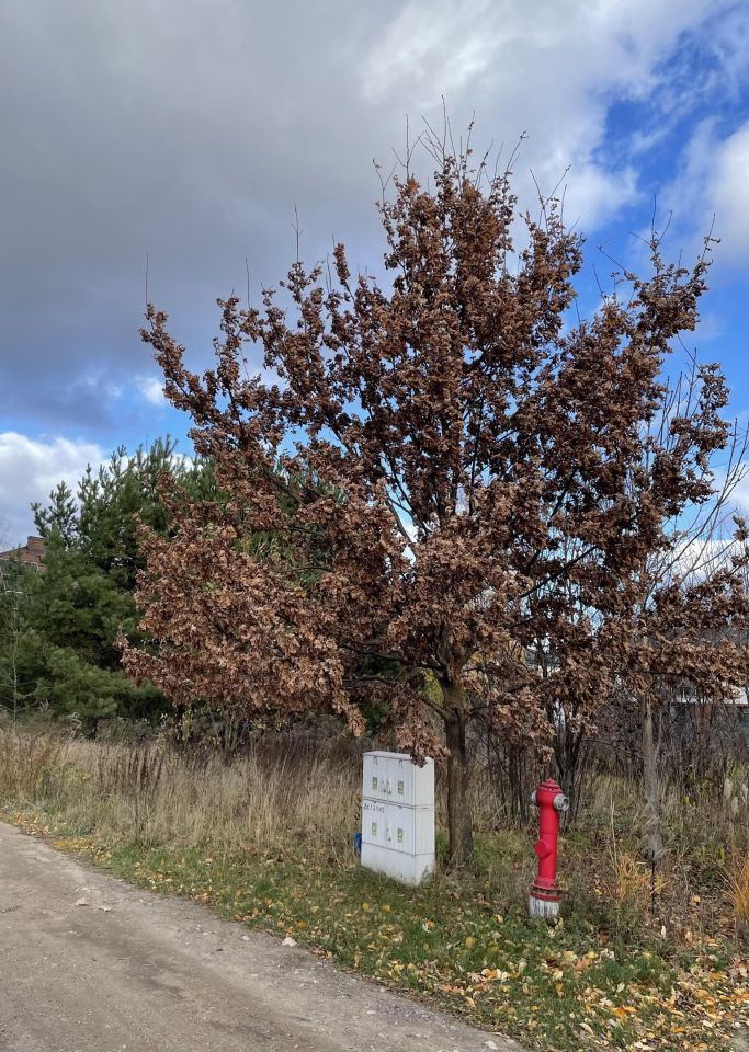 Działka rolno-budowlana Białystok Dojlidy Górne, ul. Hortensji. Zdjęcie 1