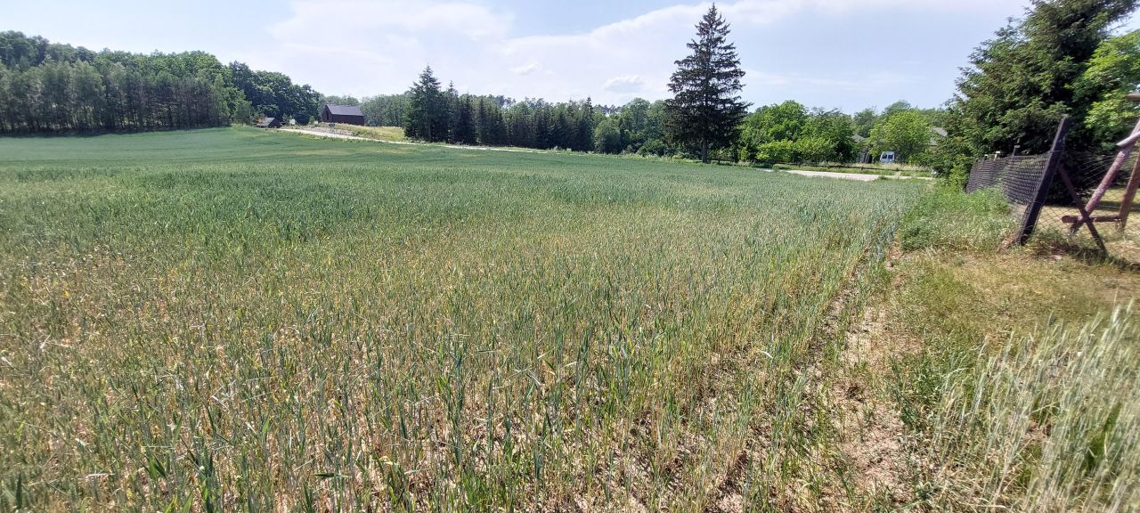 Działka rolna Ostrowite. Zdjęcie 4