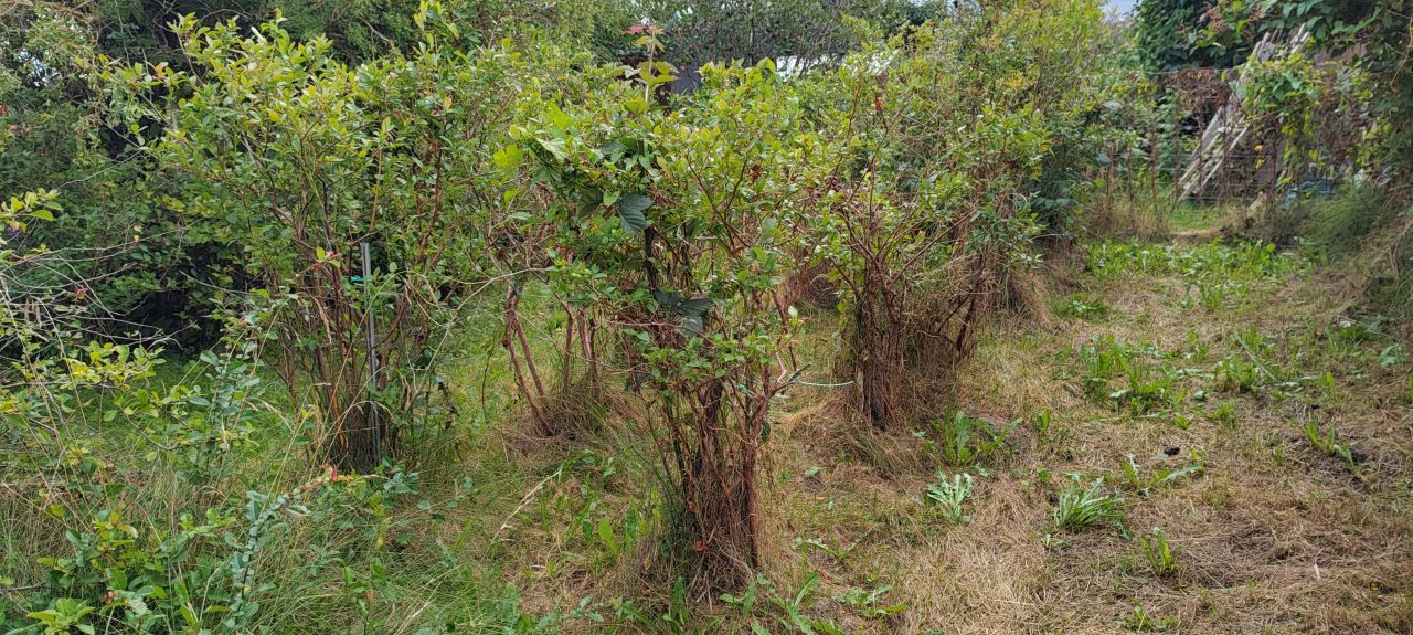 Działka rod Słupsk, ul. Gdańska. Zdjęcie 8