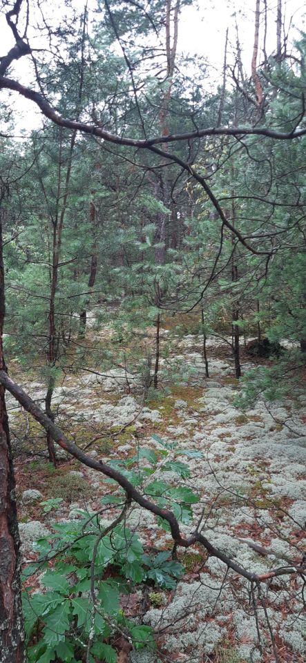 Działka budowlana Popowo-Letnisko, ul. Słoneczna. Zdjęcie 5