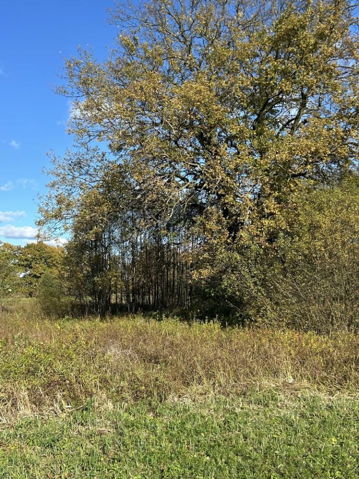 Działka rolna Skuszew. Zdjęcie 6