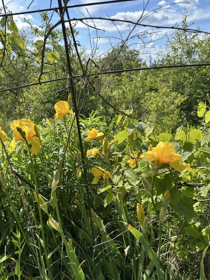 Działka rod Czarnków. Zdjęcie 4