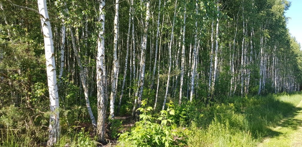 Działka rolno-budowlana Trzebiesławice. Zdjęcie 6