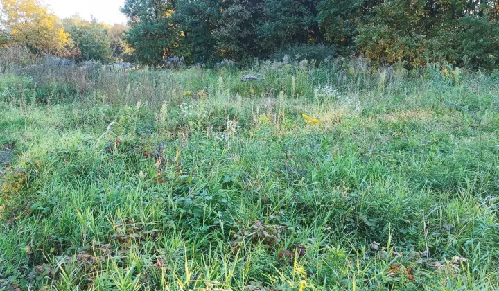 Działka budowlana Dąbrowa Szlachecka