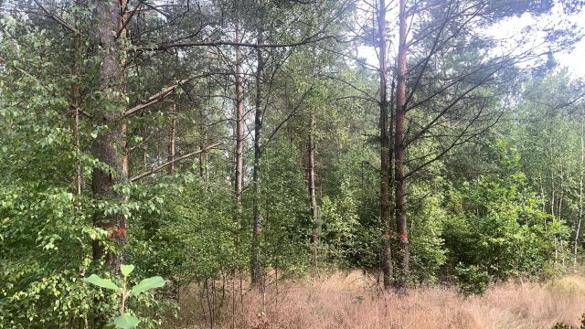 Działka budowlana Abisynia. Zdjęcie 1