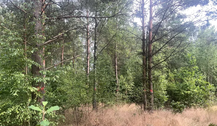 Działka budowlana Abisynia