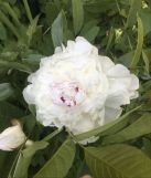 Działka rod Ząbki. Zdjęcie 2