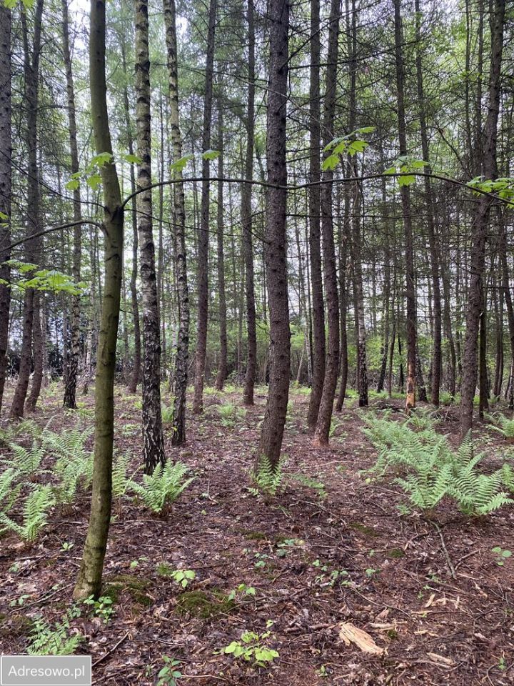 Działka rekreacyjna Marcyporęba. Zdjęcie 4