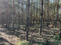 Działka leśna Kowale Kiczmachów, ul. Ożarowska. Zdjęcie 3