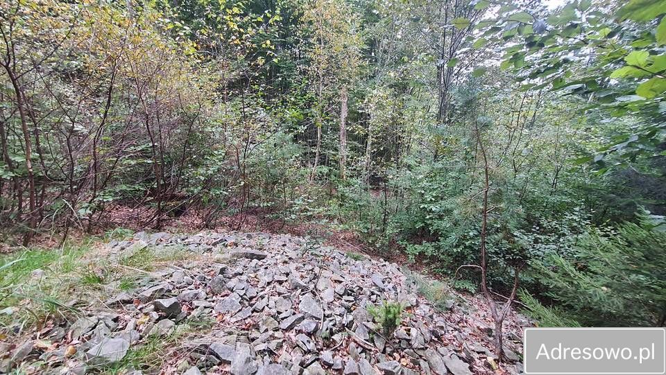 Działka leśna Tokarnia. Zdjęcie 7