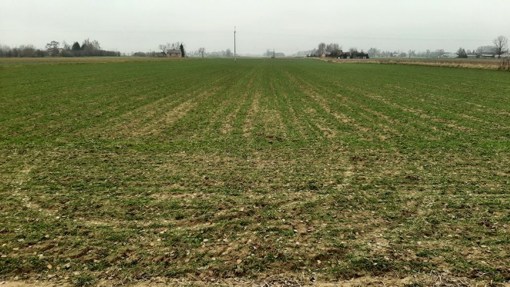 Działka budowlana Podkampinos. Zdjęcie 4