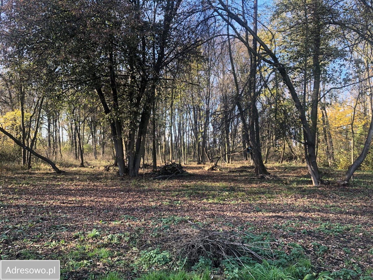 Działka Solna. Zdjęcie 2