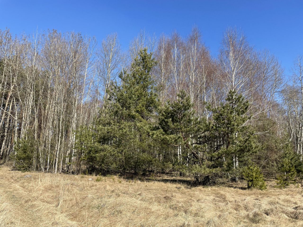 Działka rolna Zalesna. Zdjęcie 8