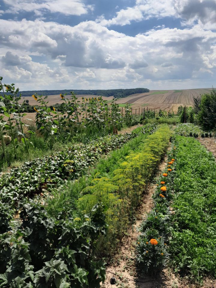 dom wolnostojący, 5 pokoi Grabowiec-Góra. Zdjęcie 6