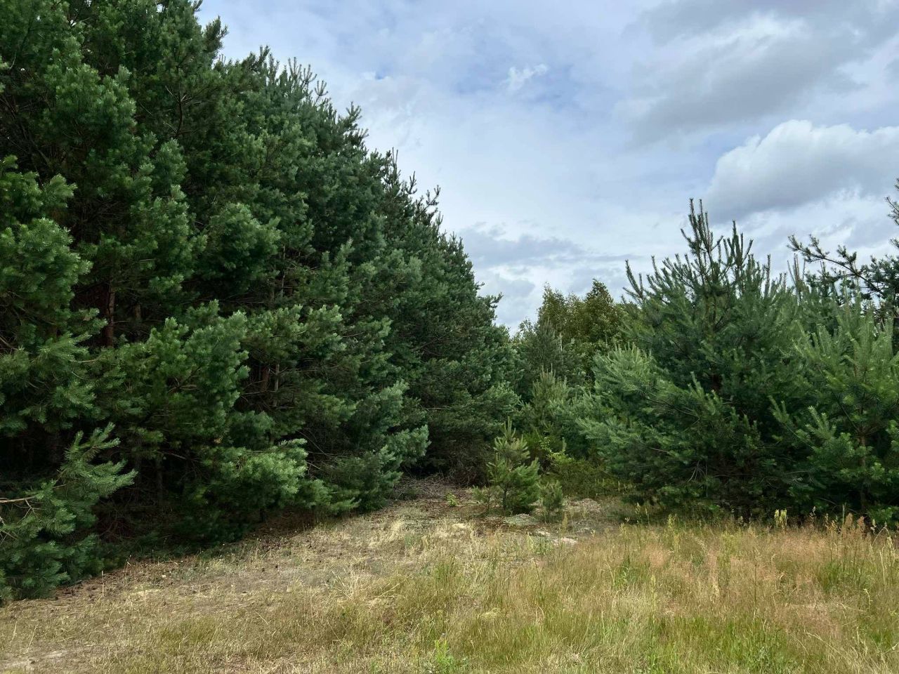 Działka leśna Bukowa. Zdjęcie 4