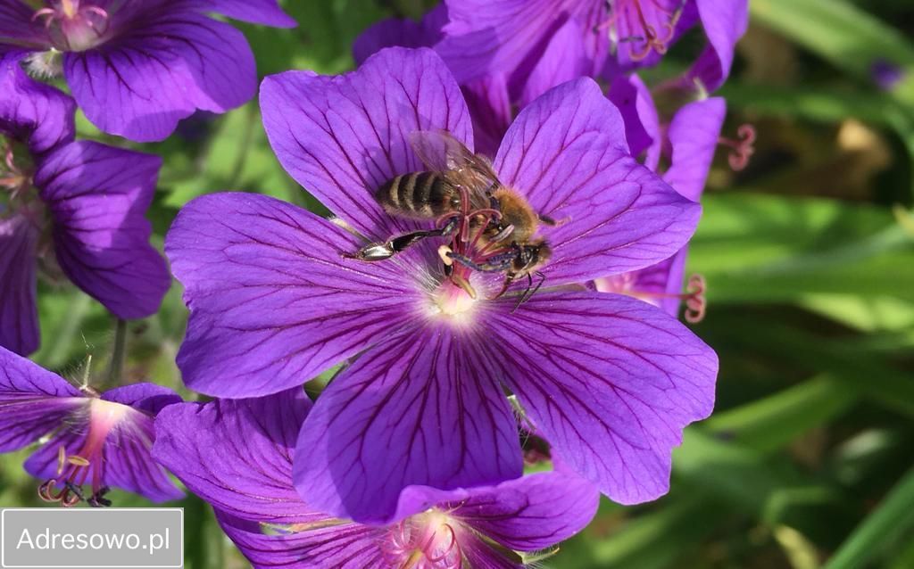 Działka rod Bielsko-Biała Kamienica. Zdjęcie 12