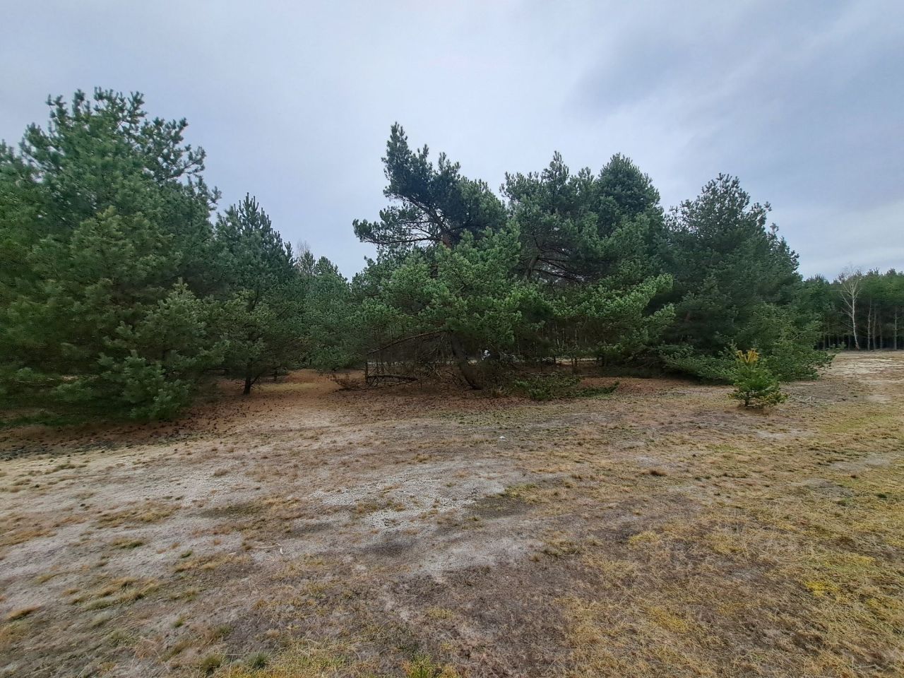 Działka rolno-budowlana Ojrzeń. Zdjęcie 1