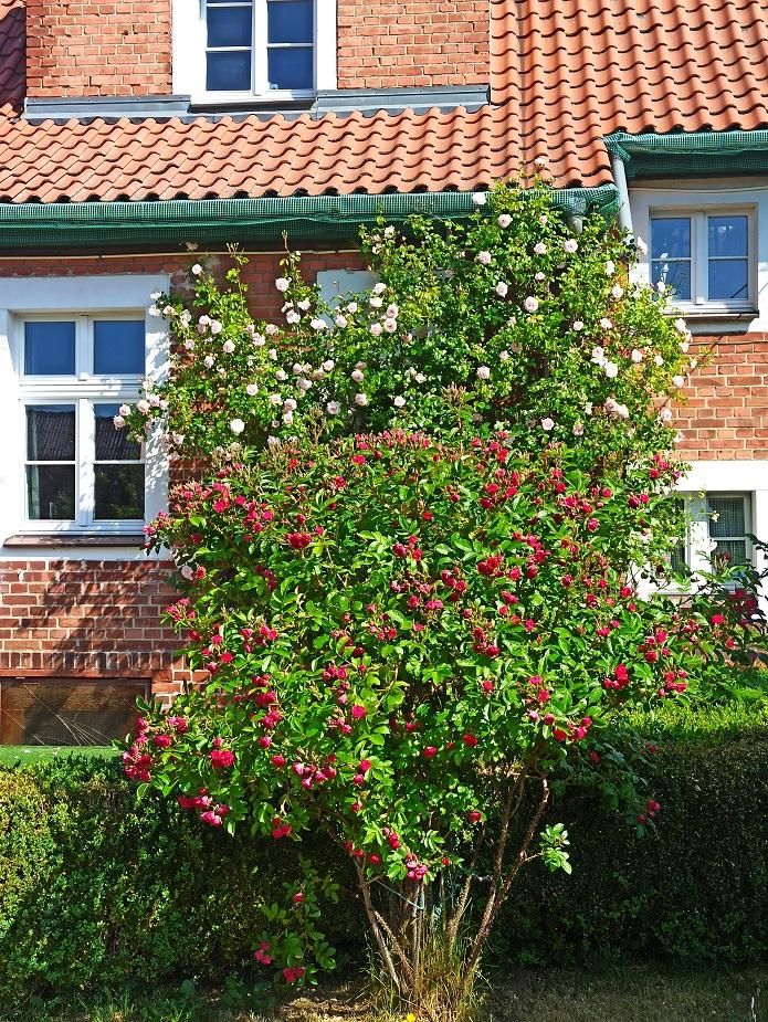 dom wolnostojący, 6 pokoi Kadyny. Zdjęcie 4