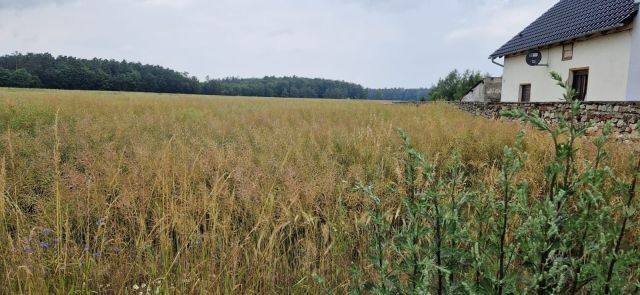 Działka rolno-budowlana Kamionek. Zdjęcie 1