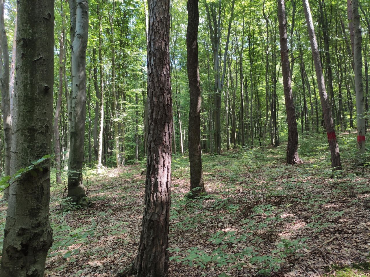 Działka leśna Łężyny. Zdjęcie 6