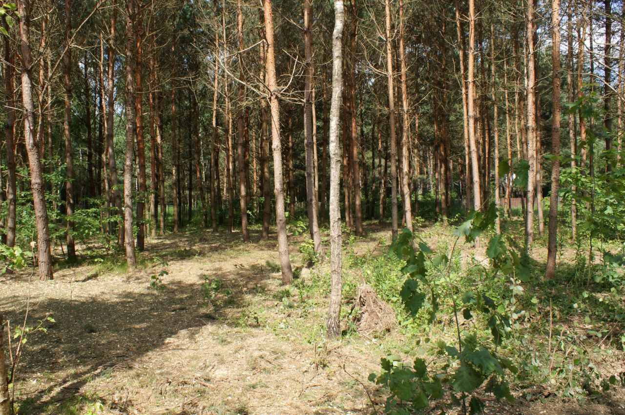 Działka rekreacyjna Czerwona Wola Myszkówka. Zdjęcie 32