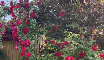 Działka rod Gorlice, ul. Błażeja i Stanisława Wrońskich