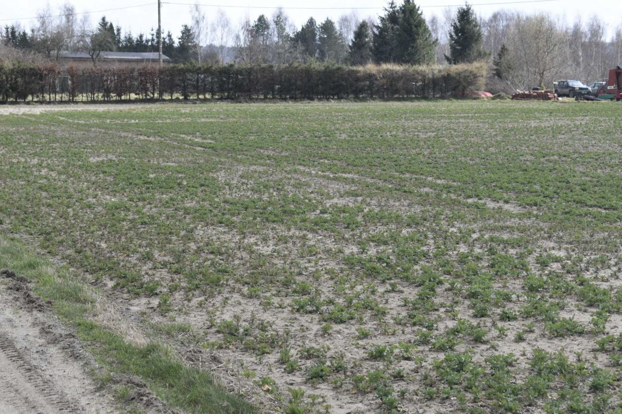 Działka rolno-budowlana Jerzwałd. Zdjęcie 2