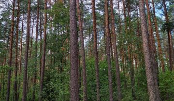 Działka leśna Grzybowce