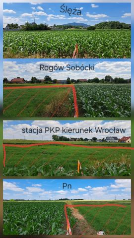 Działka budowlana Rogów Sobócki, ul. Rumiankowa. Zdjęcie 6