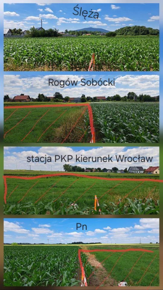 Działka budowlana Rogów Sobócki, ul. Rumiankowa. Zdjęcie 6