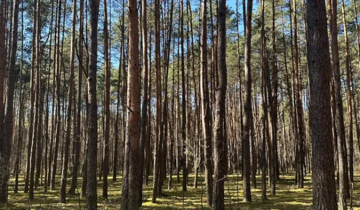 Działka leśna Jamborek